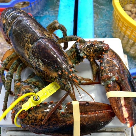 Đấu giá Tôm hùm Alaska 3kg