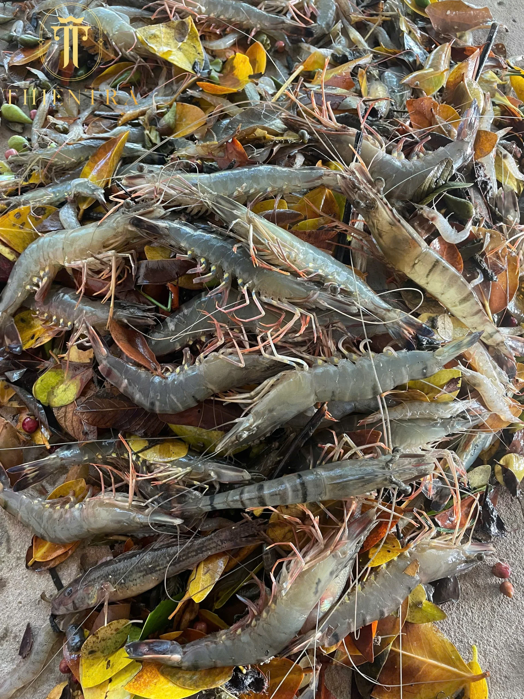 Tôm Sú Thiên Nhiên Cà Mau