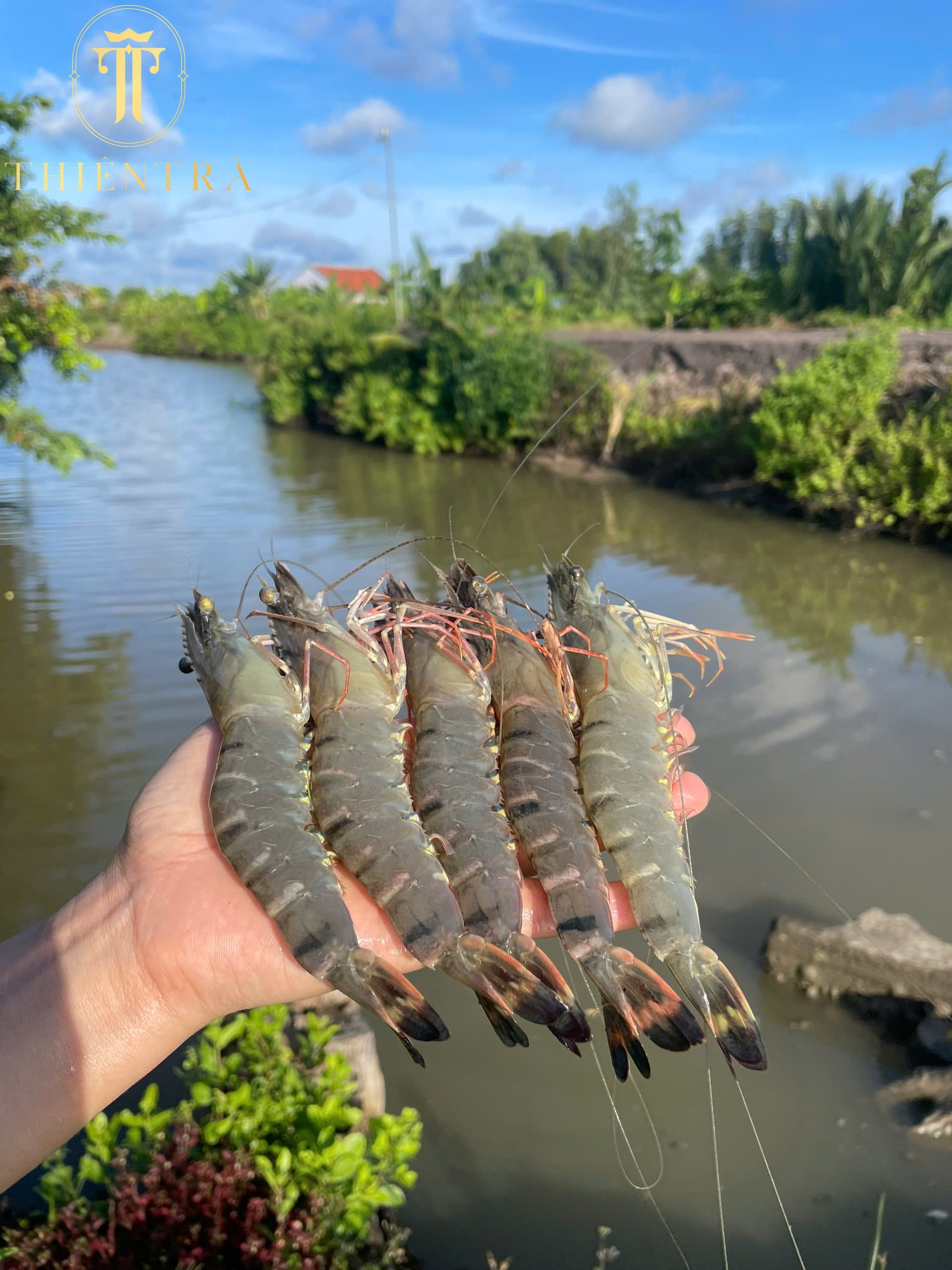 Tôm Sú Thiên Nhiên Cà Mau - Ảnh 2