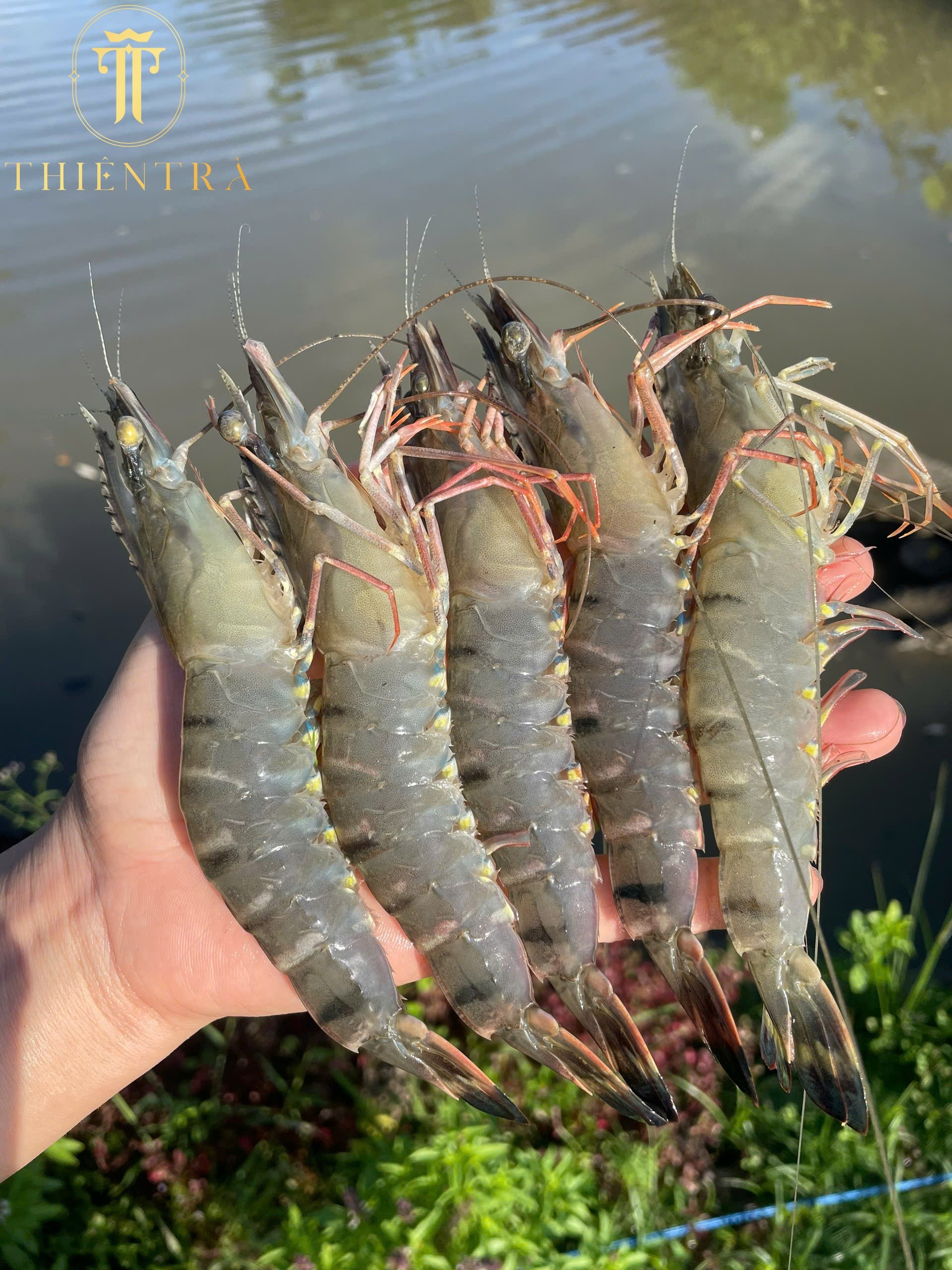 Tôm Sú Thiên Nhiên Cà Mau - Ảnh 4