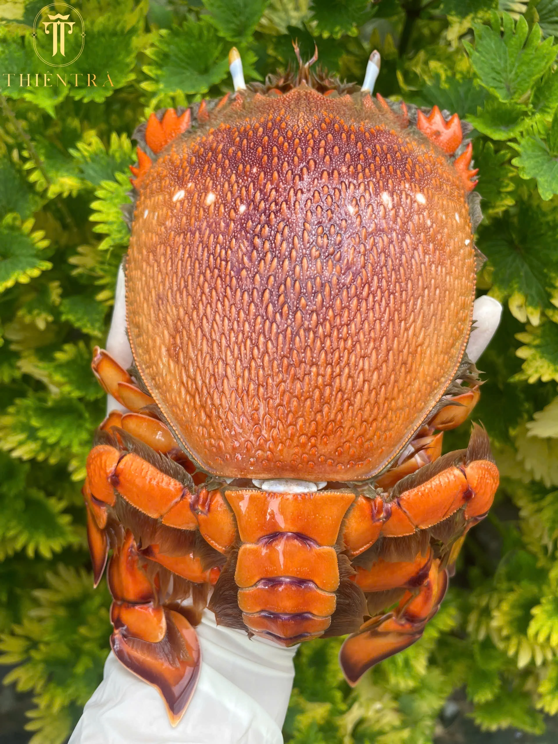 Cua Huỳnh Đế - Ảnh 4