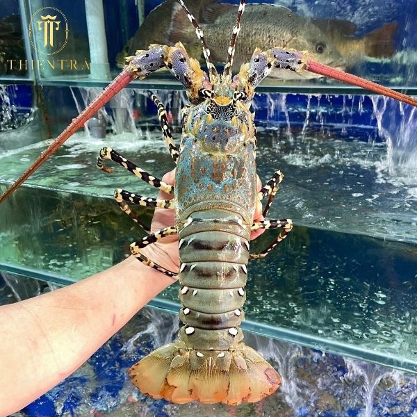 Tôm Hùm Bông - Ảnh 4