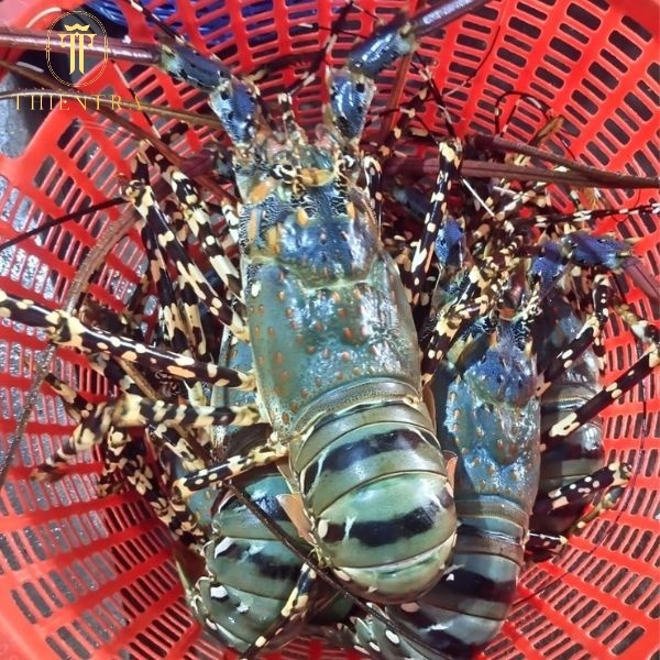 Tôm Hùm Bông - Ảnh 6