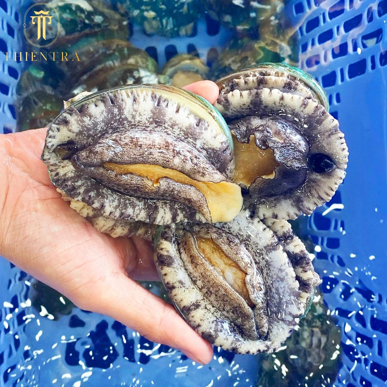 Bào Ngư Hàn Quốc