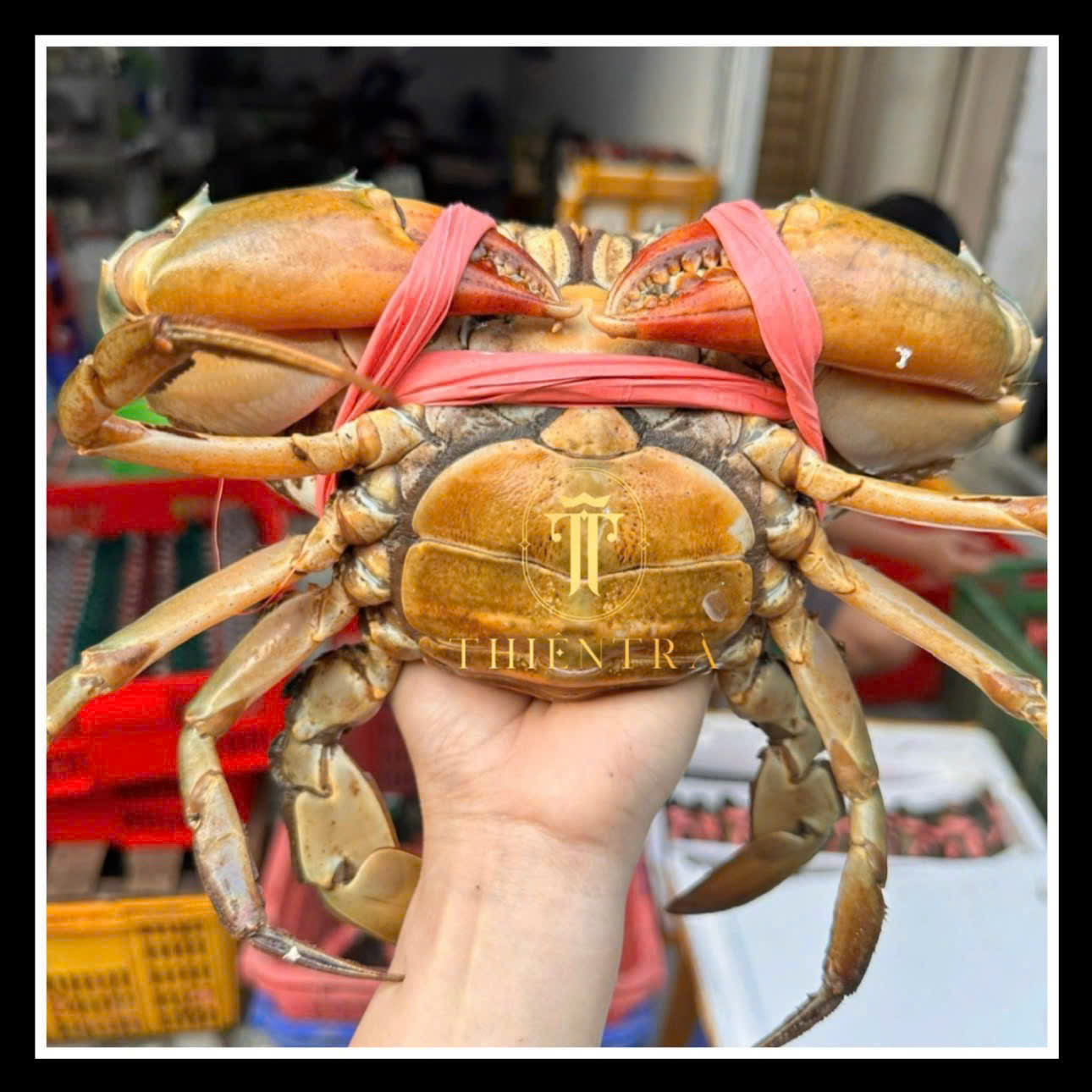 Cua Gạch Son Cà Mau - Ảnh 2