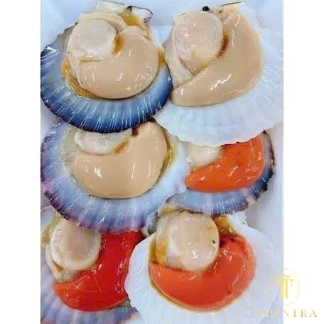 Sò Điệp Nhật - Ảnh 4