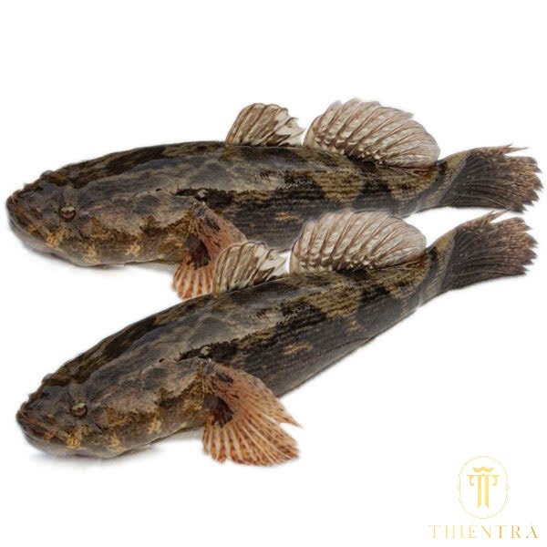 Cá Bống Tượng - Ảnh 2