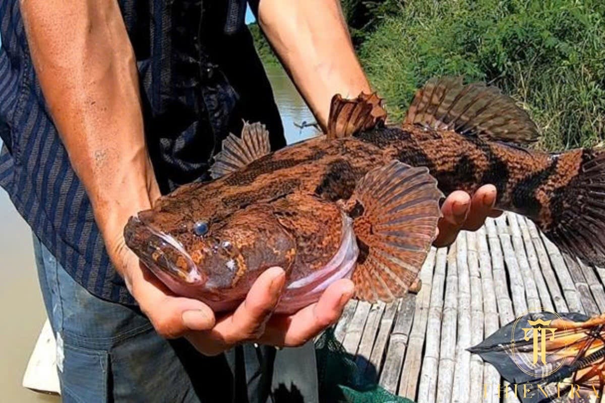 Cá Bống Tượng - Ảnh 3