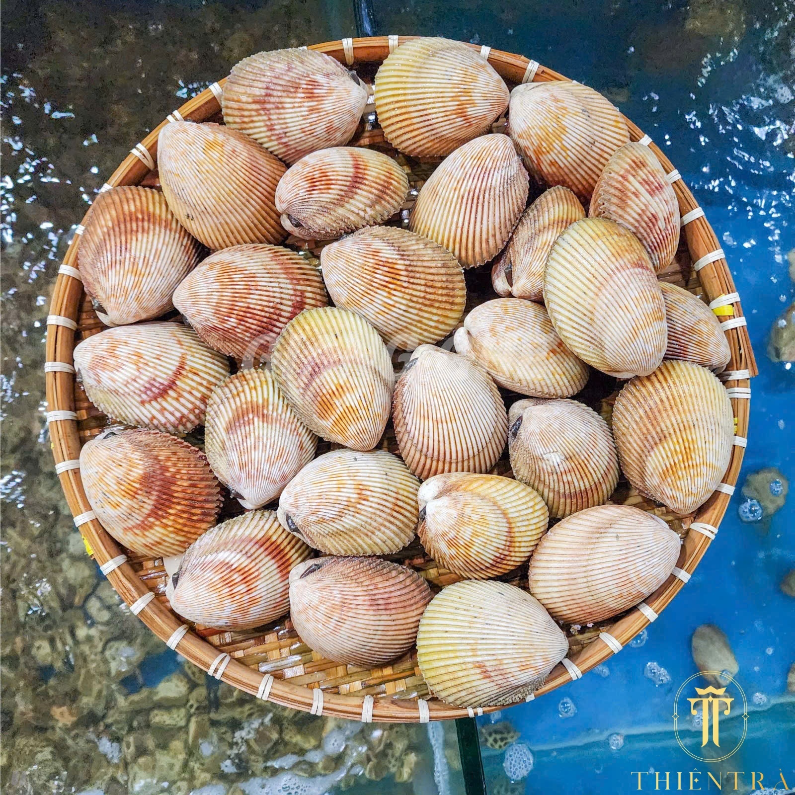 Sò Dương - Ảnh 3