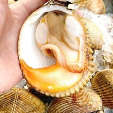 Sò Dương - Ảnh 6