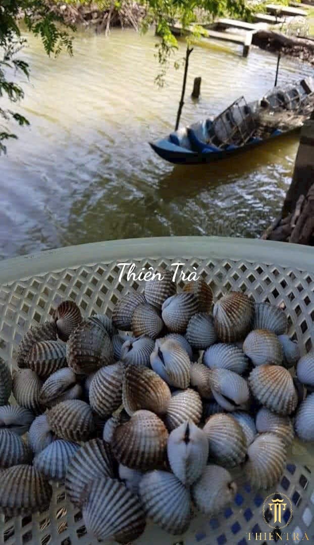 Sò Huyết - Ảnh 4