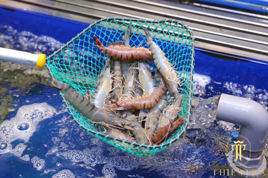 Tôm Sú Sống (nuôi) - Ảnh 3