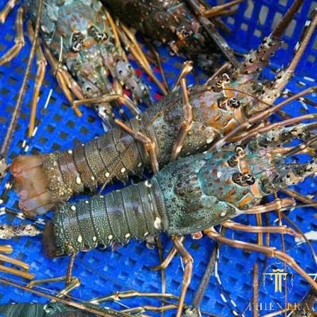 Tôm Hùm Xanh - Ảnh 3