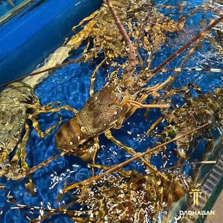 Tôm Hùm Xanh - Ảnh 4