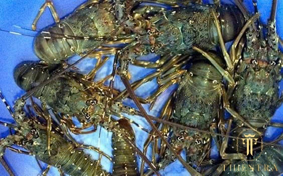 Tôm Hùm Xanh - Ảnh 5