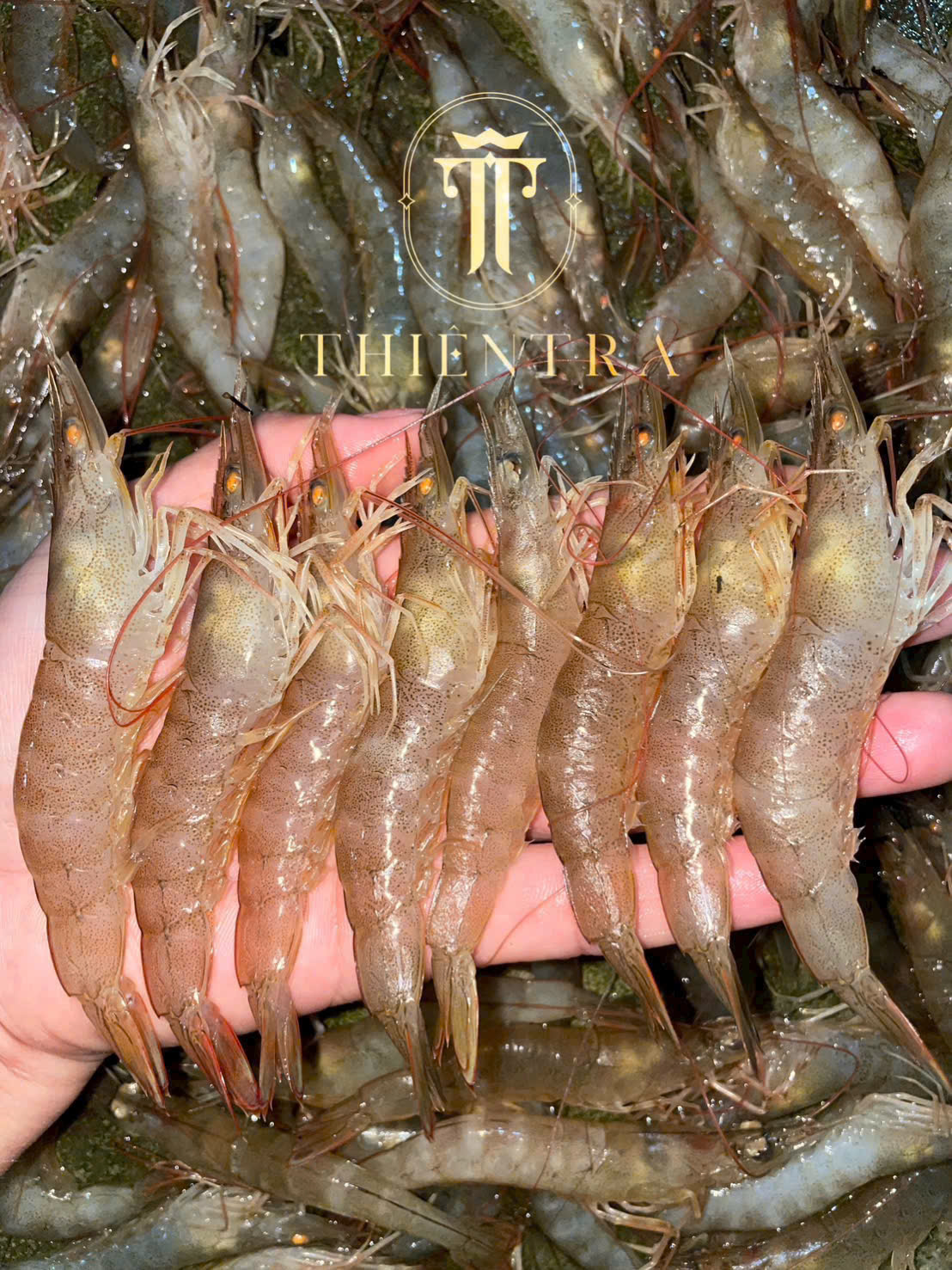 Tôm Khô Đất Cà Mau – Đặc Biệt - Ảnh 9