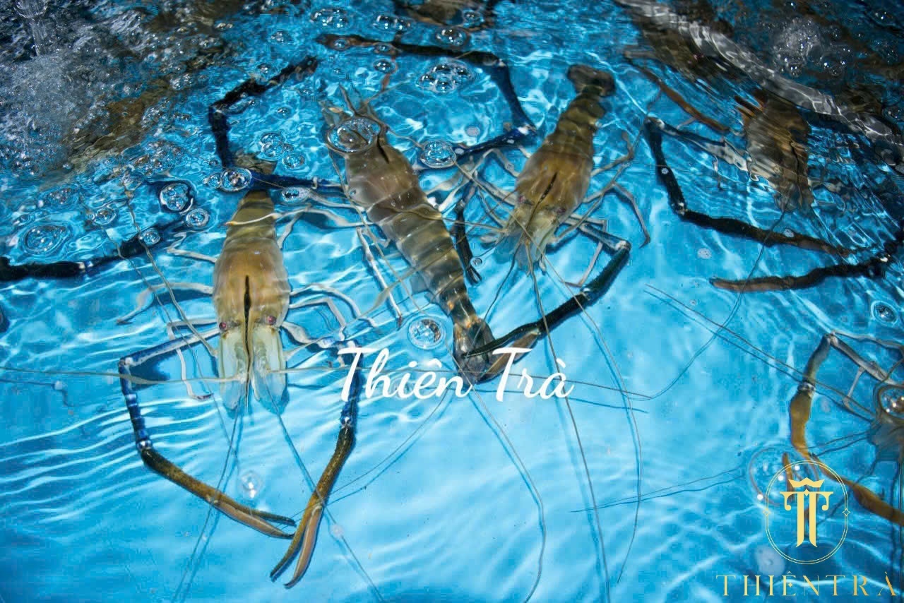 Tôm Càng Xanh - Ảnh 3