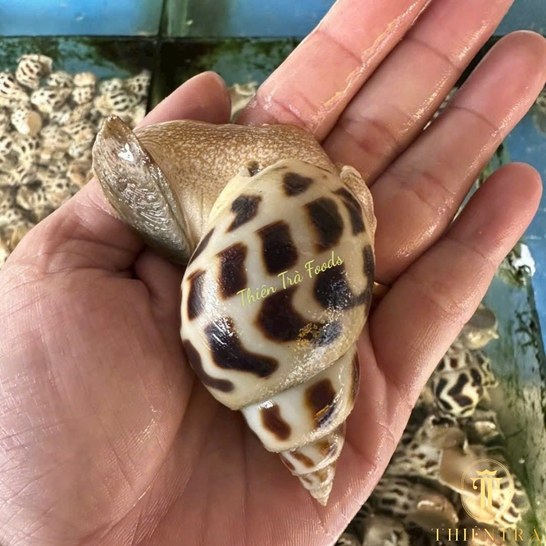 Ốc Hương Cồ Thiên Nhiên - Ảnh 2