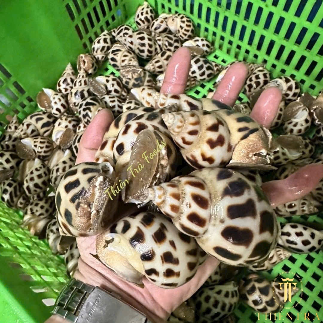 Ốc Hương Cồ Thiên Nhiên - Ảnh 4