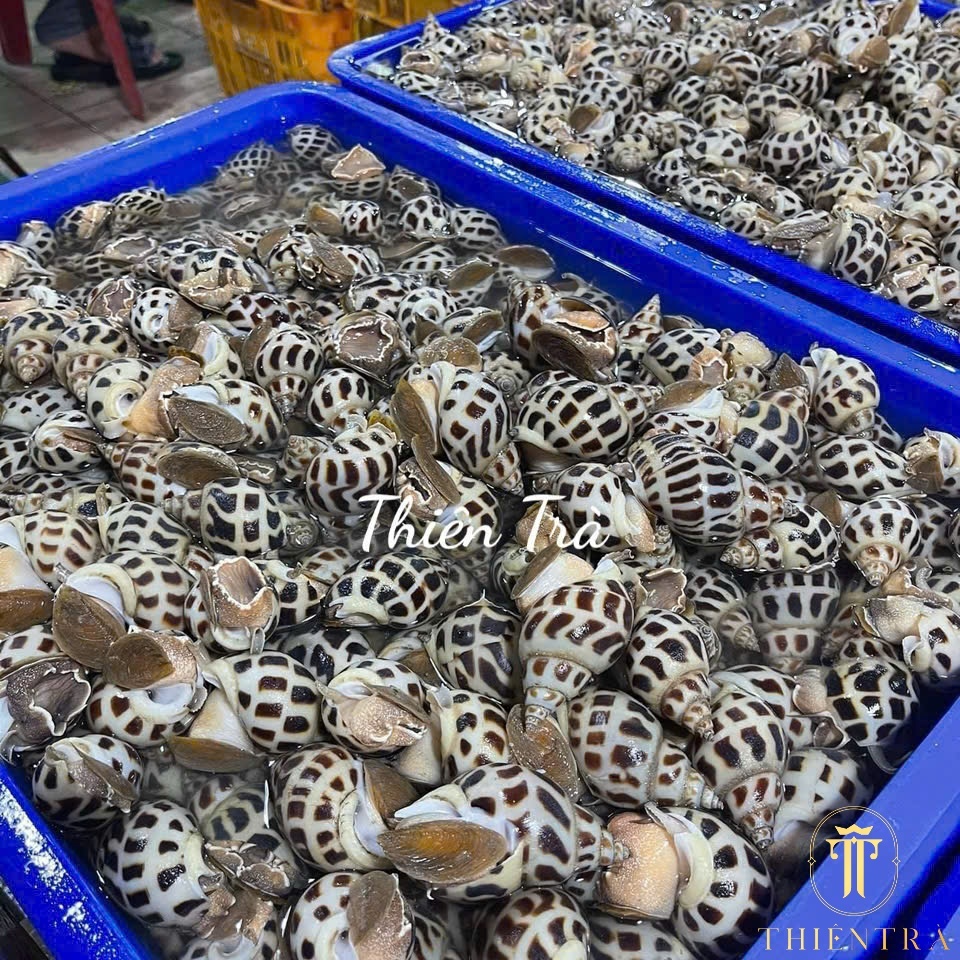 Ốc Hương Cồ Thiên Nhiên - Ảnh 5