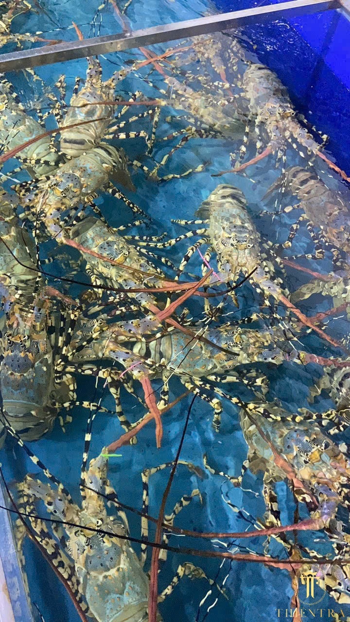 Tôm Hùm Bông - Ảnh 2