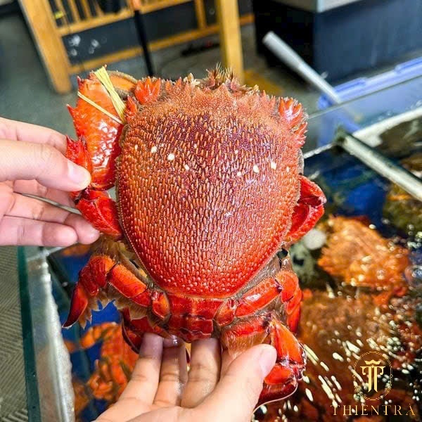 Cua Huỳnh Đế - Ảnh 7