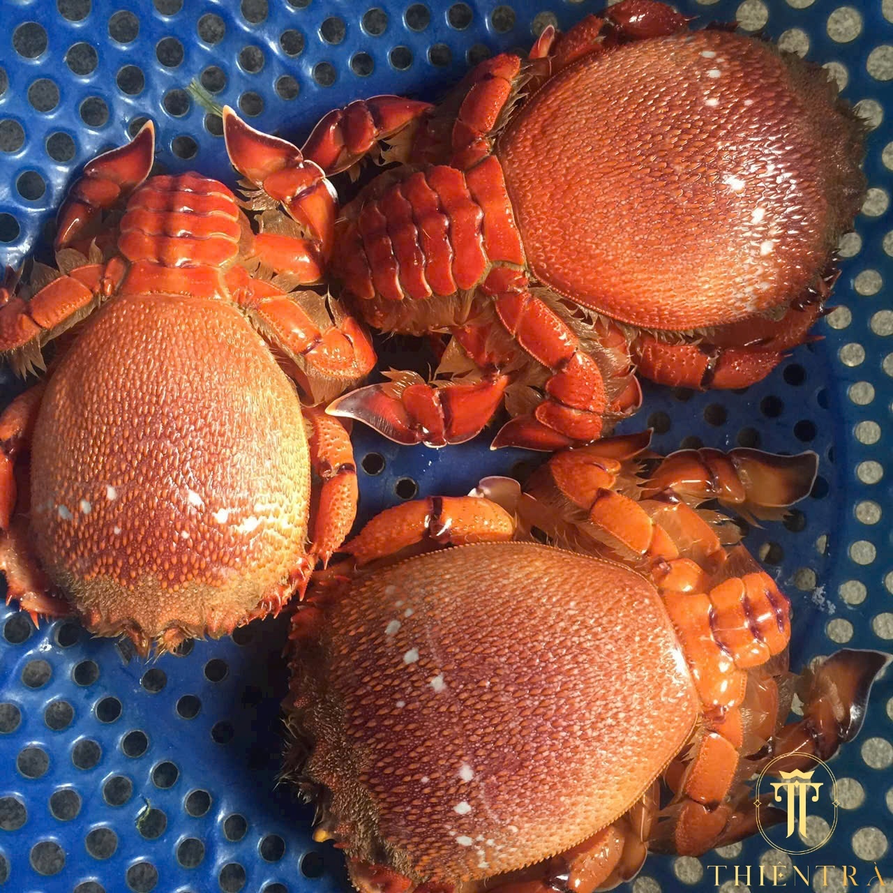 Cua Huỳnh Đế - Ảnh 8