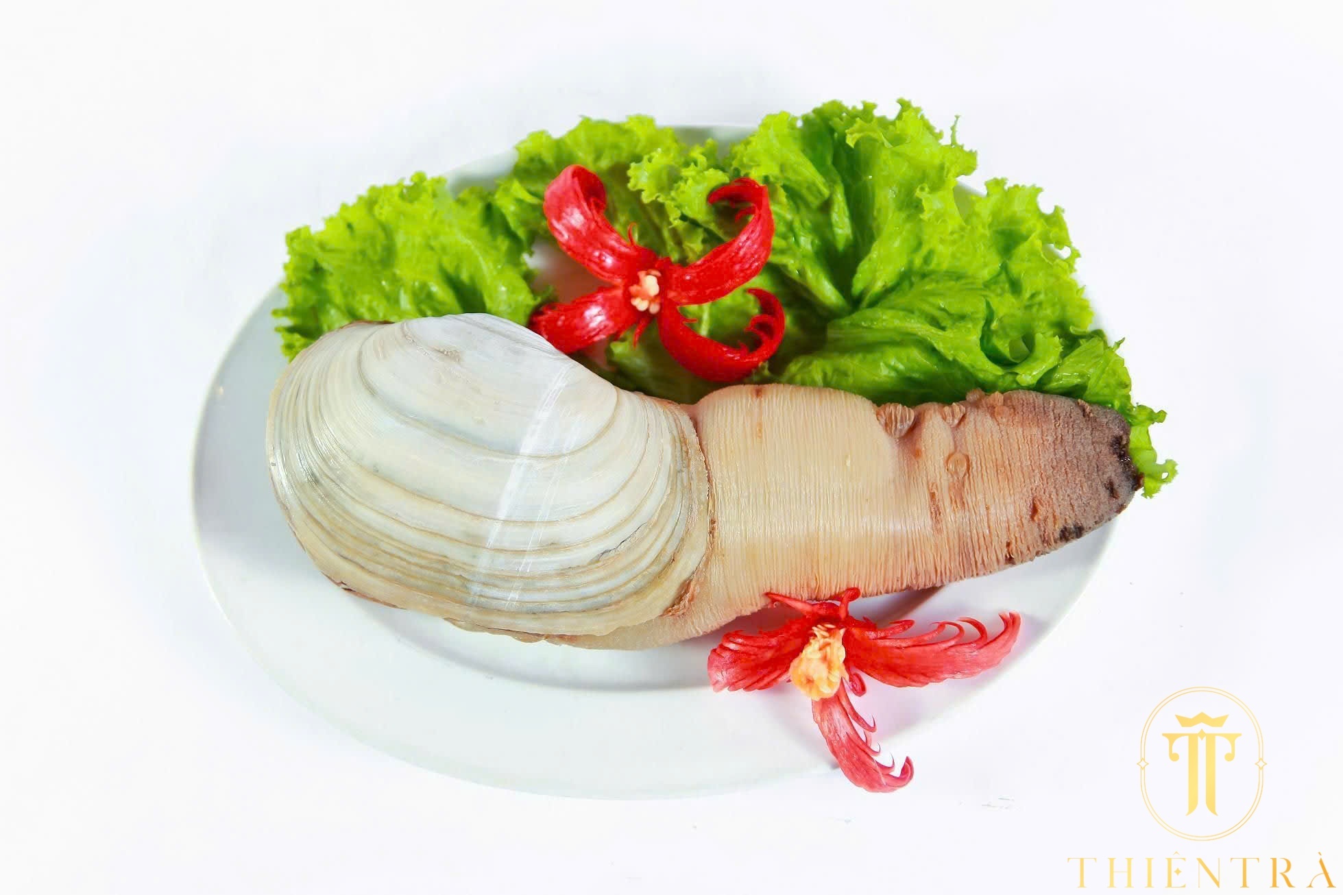 Ốc Vòi Voi Canada - Ảnh 3