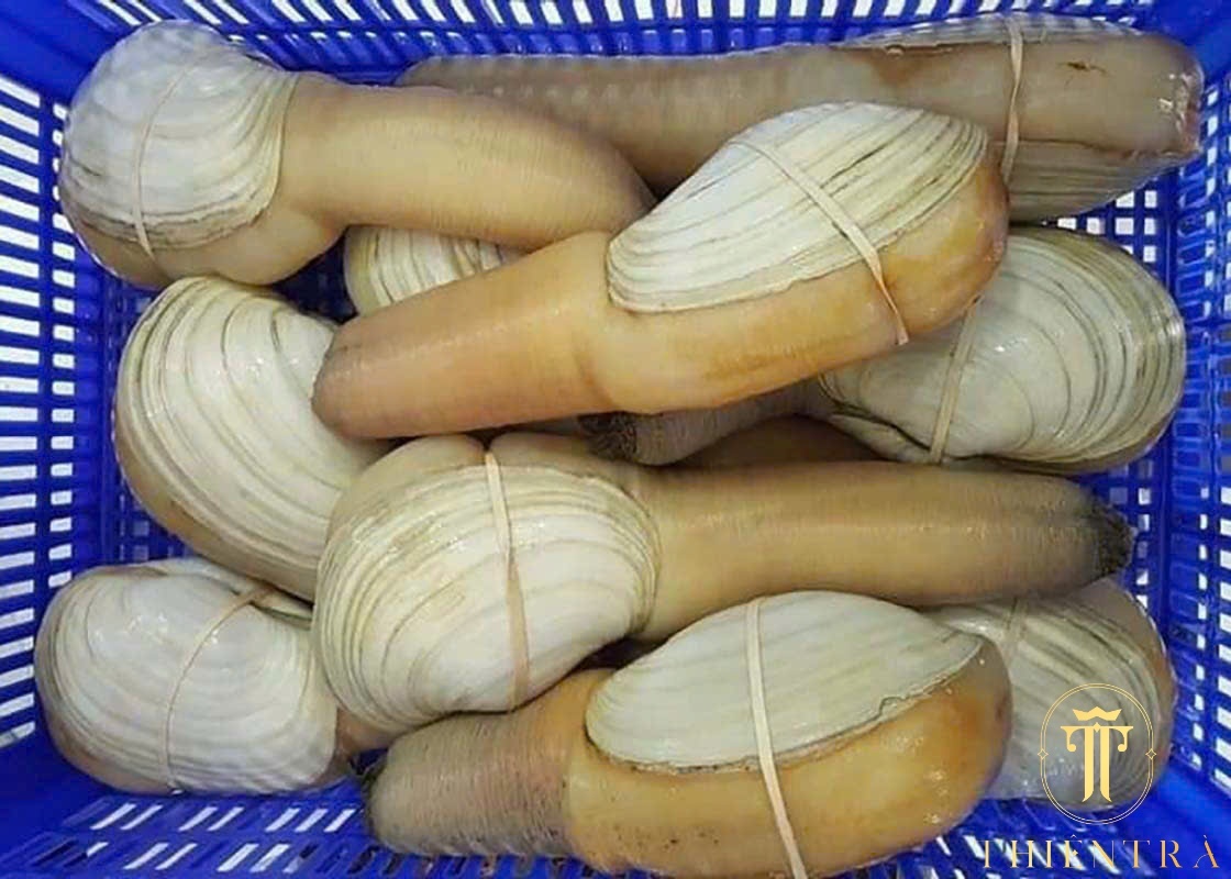 Ốc Vòi Voi Canada - Ảnh 7